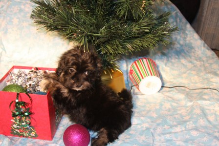 havanese-puppy